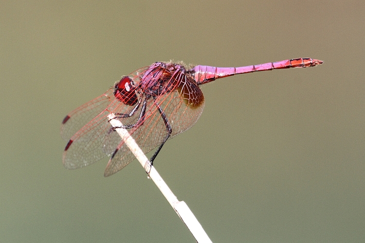 J16_0600 Trithemis annulata male.JPG